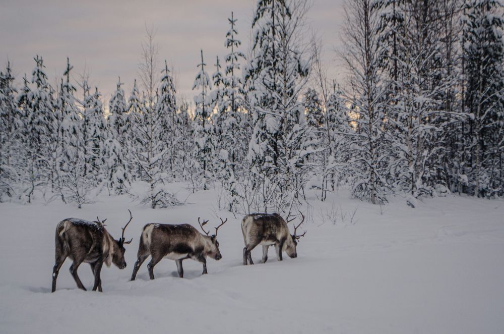 Reinsdyr-opplevelse i Finnmark: Nærkontakt med dyr, natur og kultur